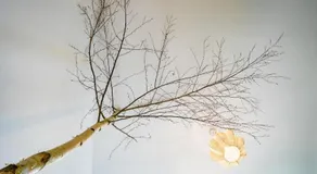 Studio 33 "Birkenwald" - Image 5