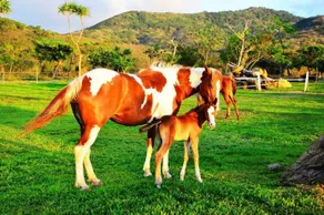 York Horse Riding Club - Image 5