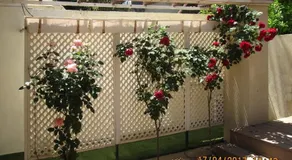 'The Rose' Business Travelers - Image 4