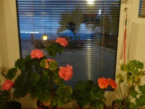 Apartmani BAKULE - Image 4