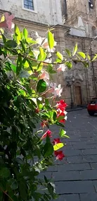 Nenet - Image 4