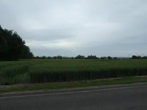 Le Saule Argente - Image 4