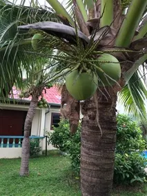 Rawai Pool Holiday Home - Image 3