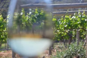 Every Man and His Dog Vineyard - Image 2