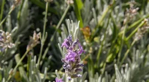 Apartmani Sport II - Image 5