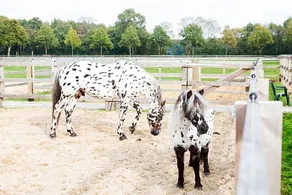 Human & Horse Hotel - Image 4