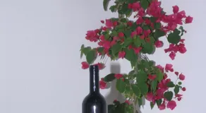 Anatoli - Image 2