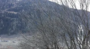 Felix - Image 4