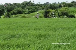 eHomestay Canggu - Image 3