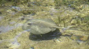 El Clandestino - Image 5