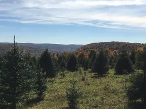 Tentrr Christmas Tree Farm Hideaway - Image 1