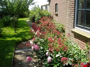 Op De Vlakte - Image 4