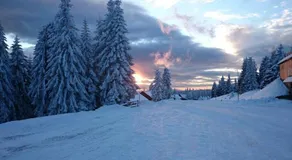 Rogla Koca Pokraculja - Image 2
