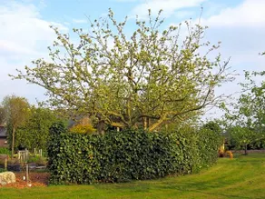 B&B Kleintje Eleveld - Image 3