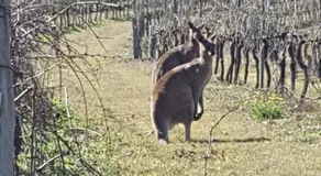 Molly Morgan Vineyard - Image 2