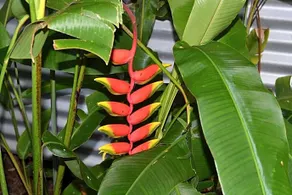 Turmeric Gardens - Image 4