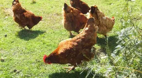 Eureka Farm - Image 5