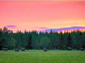 Lugnet Bed And Breakfast - Image 3
