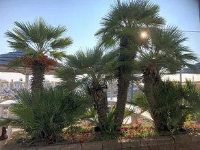 Hotel Donatella Pinarella - Image 2