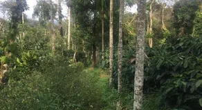 The Backpacker's Homestay - Coorg - Image 5