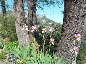 Au Pied Des Baous - Image 3