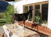 Schwemmblick am Marschbachhof - Image 2