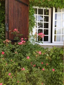 Les Mille Mimosas - Image 2