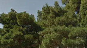 Mileva - Image 2