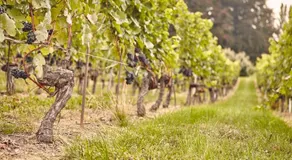 Domaine Beauregard - Image 2