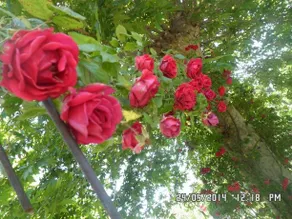 b&b le tre bandiere - Image 3