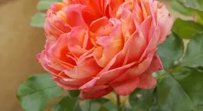 Mamma Laura - Image 4