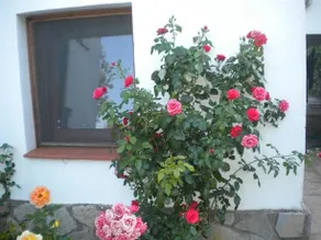 Chalet Camí d'en Gala - Image 3