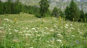 HAUS ZAYETTA - Image 3