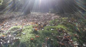 Een OASE op de Veluwe - Image 3