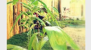 CASA LOS AMIGOS - Image 2