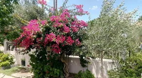 Esmeralda Zante House - Image 3