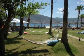 Beyaz Guvercin - Image 3