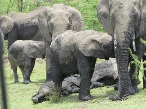 Kandili Camp - Image 5