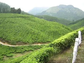 Munnar Inn - Image 5