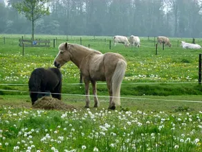 Bed en Breakfast De Langenlee - Image 2