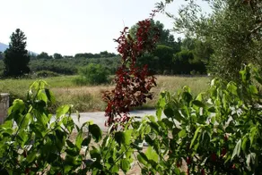 Lithos stone house (Ionio holidays) - Image 5