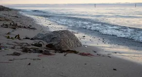 Hummingen Strand 21 - Image 2