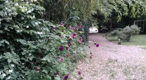 Les Seringats - Image 3