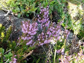 Strind Gard, Visdalssetra - Image 2