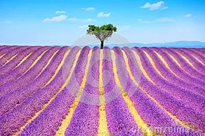 Mimosa Aix-en-Provence - Image 1