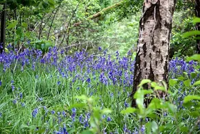 Buckthorns House - Image 3