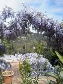 Villa Il Bosco - Rental on the hills of Florence - Image 4