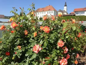 Haus Rose - Image 5