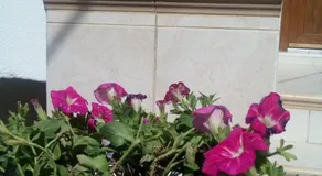 Nikoli Country House - Image 5