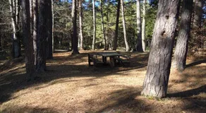 Residence Selva Dei Pini - Image 3